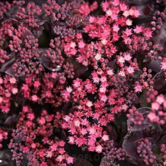 Sedum hybridum Globe Purple Rozchodnik
