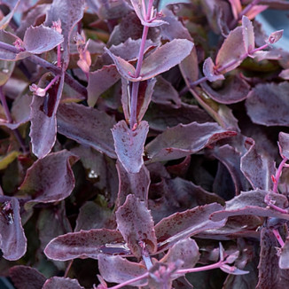 Sedum hybridum Globe Purple Rozchodnik