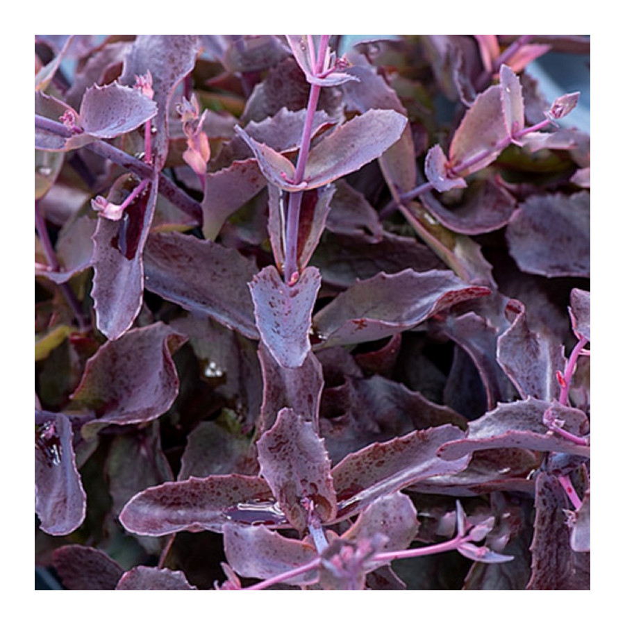 Sedum hybridum Globe Purple Rozchodnik