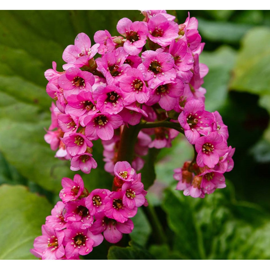 Bergenia cordifolia Shoeshine Rose Bergenia sercolistna