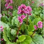 Bergenia cordifolia Shoeshine Rose Bergenia sercolistna