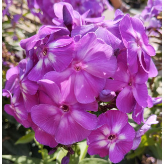 Phlox paniculata Laura Floks wiechowaty- Rośliny od Ogrodnika Szkółka Barcikowscy