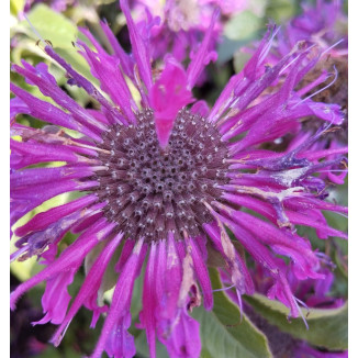 Monarda didyma Purple Lace...
