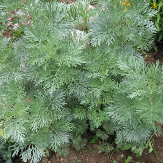 Artemisia Powis Castle Bylica