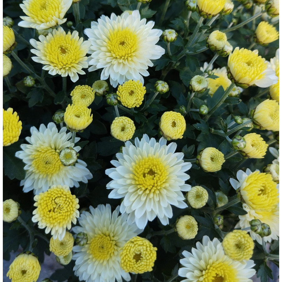 Dendranthema grandiflorum Yellow Chryzantema drobnokwiatowa