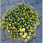 Dendranthema grandiflorum Yellow Chryzantema drobnokwiatowa