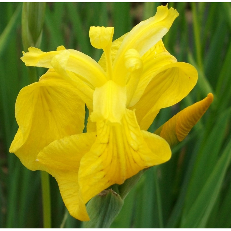 Iris pseudoacorus Kosaciec żółty