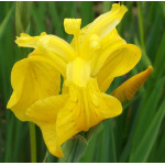 Iris pseudoacorus Kosaciec...