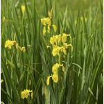 Iris pseudoacorus Kosaciec żółty