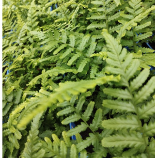 Dryopteris filix-mas...