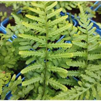 Dryopteris filix-mas...