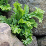 Phyllitis scolopendrium Cristata