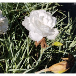 Dianthus plumarius  Haytor White Goździk pierzasty