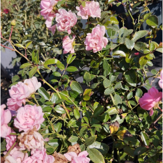 Rosa Rose Róża rabatowa różowa