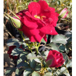 Rosa Red Róża rabatowa czerwona