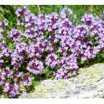 Thymus serphyllum Elfin Macierzanka piaskowa