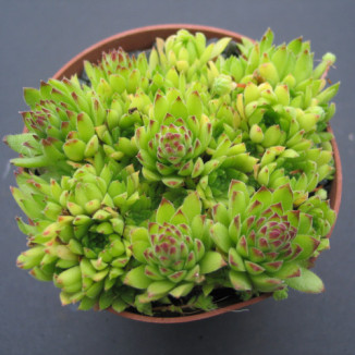 Sempervivum...