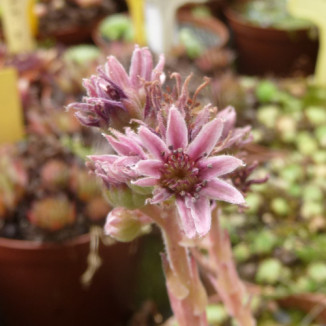 Sempervivum...