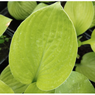 Hosta Ki Ren Jyaku Funkia- Rośliny od Ogrodnika Szkółka Barcikowscy