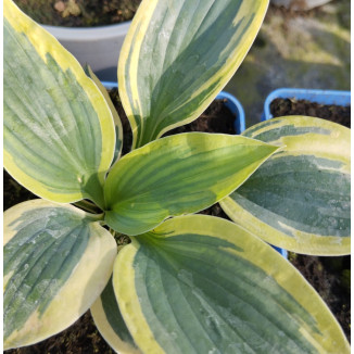 Hosta Flemish Tradition Funkia