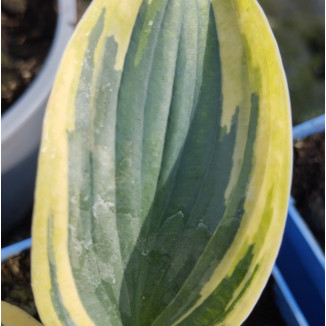 Hosta Flemish Tradition Funkia