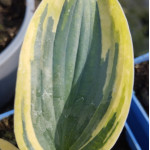 Hosta Flemish Tradition Funkia