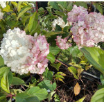 Hydrangea paniculata Vanille Fraise Hortensja bukietowa