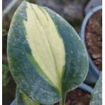 Hosta Smash Hit Funkia