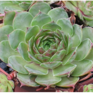 Sempervivum Vulcano Rojnik