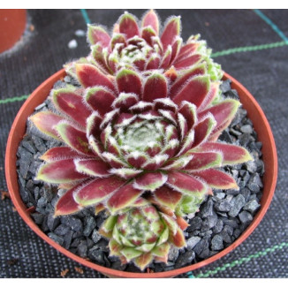 Sempervivum Vollmond Rojnik