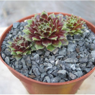 Sempervivum Vollmond Rojnik