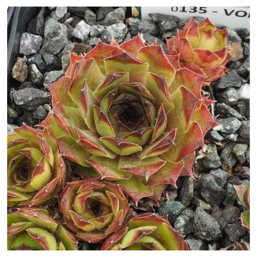 Sempervivum Volker Rojnik