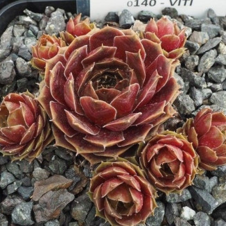 Sempervivum Viti Rojnik