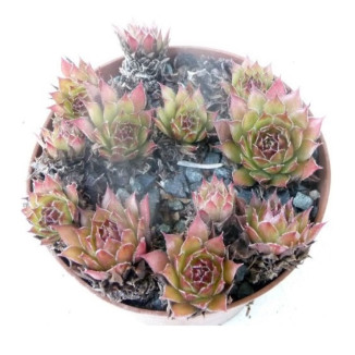 Sempervivum Viti Rojnik