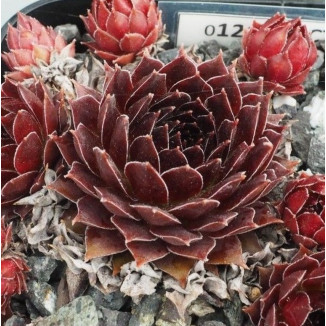 Sempervivum Victorian Rojnik