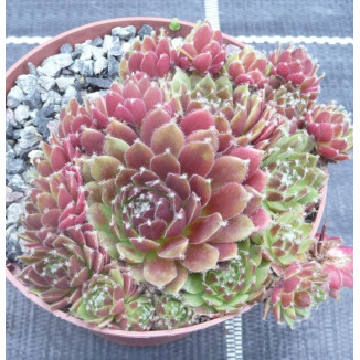 Sempervivum Veronique Rojnik