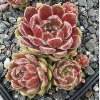 Sempervivum Velveteen Rojnik