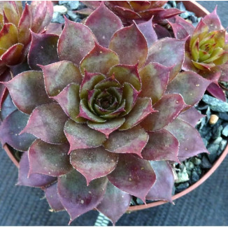 Sempervivum Uwe's Schone...