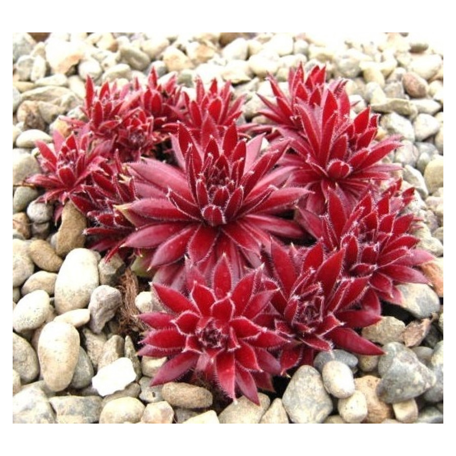 Sempervivum Uta Rojnik