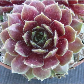 Sempervivum Truva Rojnik