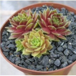 Sempervivum Truva Rojnik