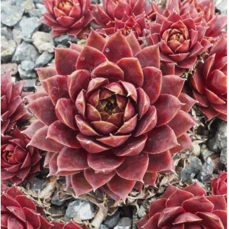 Sempervivum Traumreise Rojnik