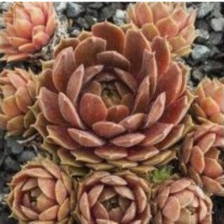 Sempervivum Tracy Sue Rojnik