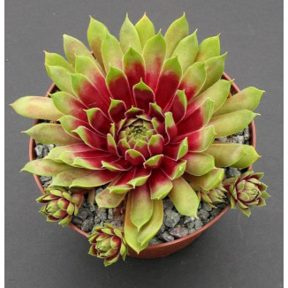 Sempervivum Tohuwabohu Rojnik