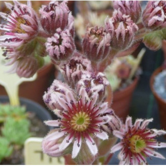 Sempervivum Titus Rojnik