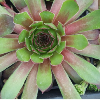 Sempervivum Tintinbulum