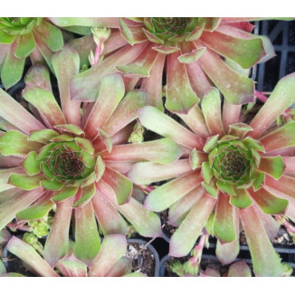 Sempervivum Tintinbulum