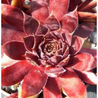 Sempervivum Tintenblut Rojnik