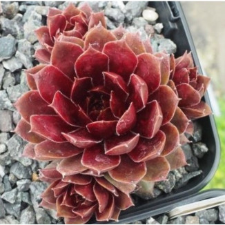 Sempervivum Tiefpunkt Rojnik