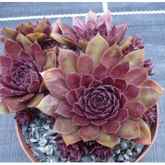 Sempervivum Tiefpunkt Rojnik